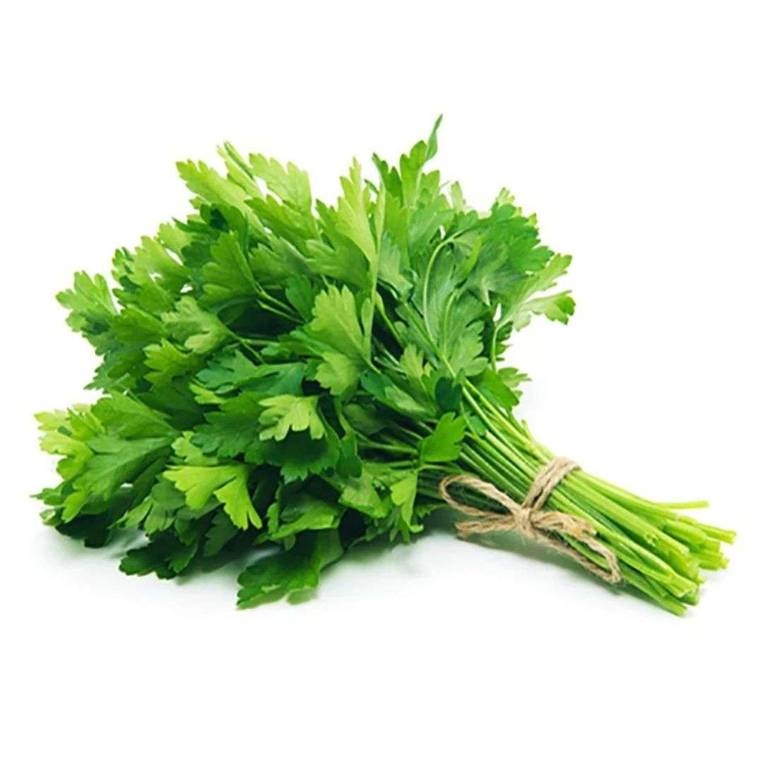 Cilantro