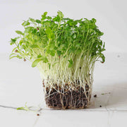 Micro Greens