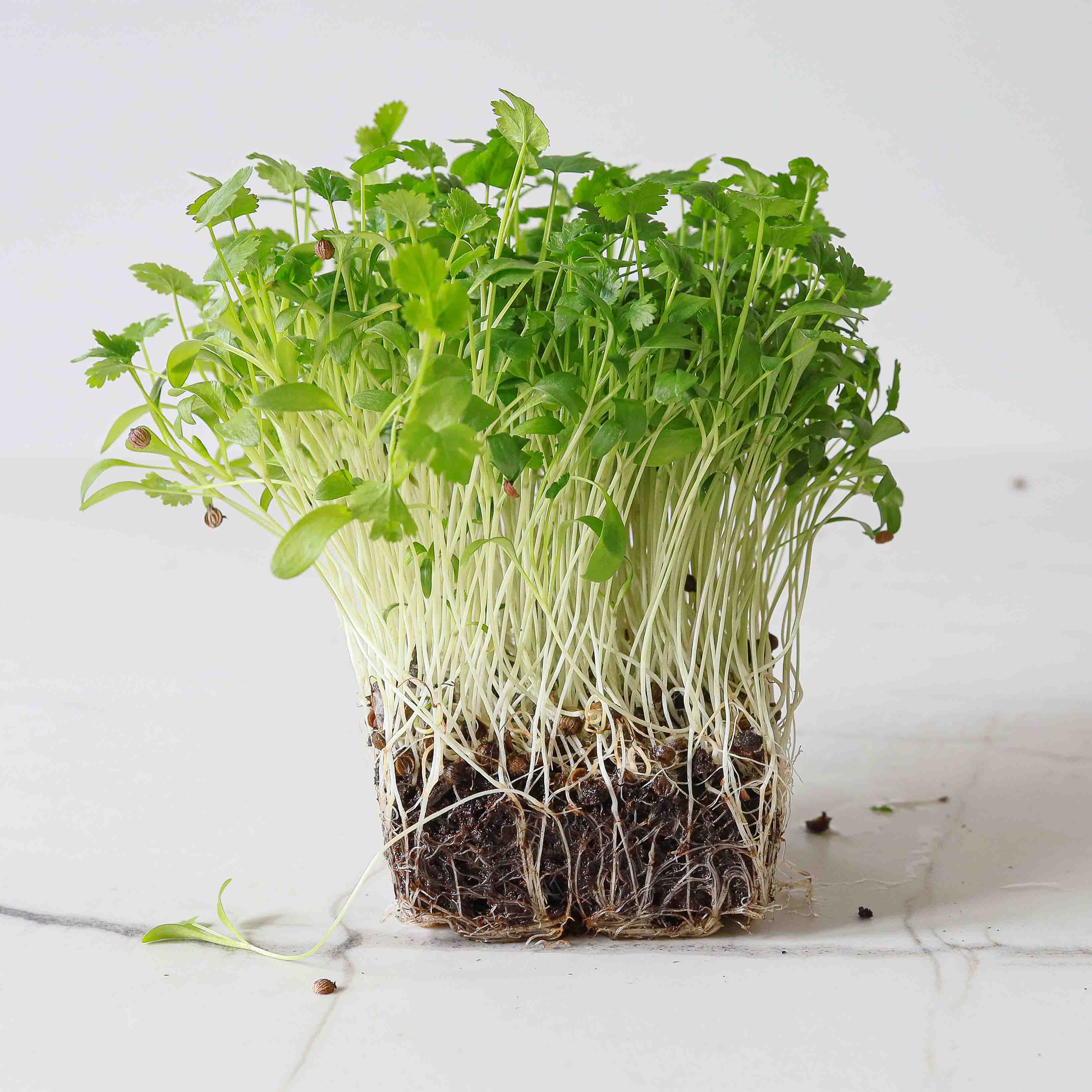 Micro Greens